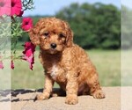 Small Cockapoo-Poodle (Toy) Mix