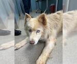 Small Siberian Husky Mix
