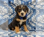 Small #5 Greater Swiss Mountain Dog