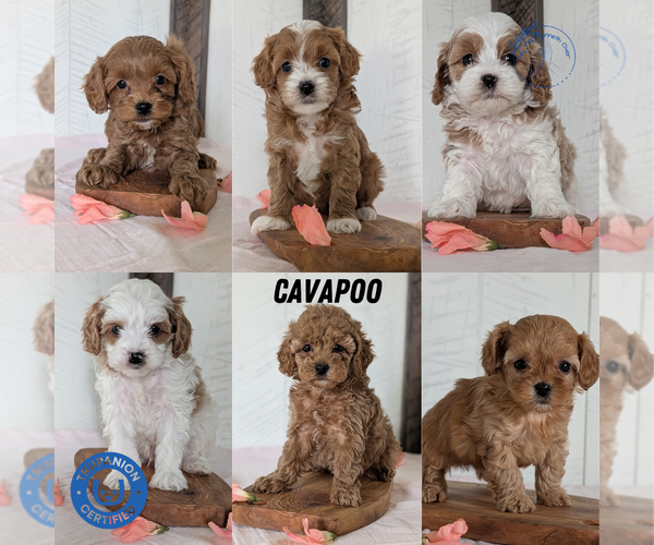 Medium Photo #10 Cavapoo (Miniature) Puppy For Sale in GOSHEN, IN, USA