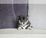 Small Photo #5 Shiba Inu Puppy For Sale in BEVERLY HILLS, CA, USA