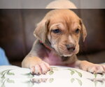 Small Labrador Retriever Mix