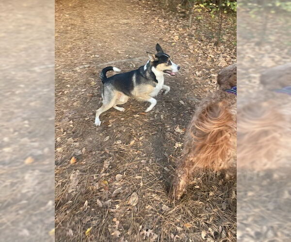 Medium Photo #2 Australian Kelpie-Siberian Husky Mix Puppy For Sale in Chandler, AZ, USA