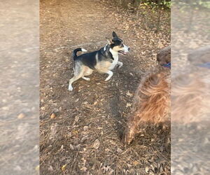 BUDDY - Male Australian Kelpie-Siberian Husky Mix Dog for Adoption - Photo #2