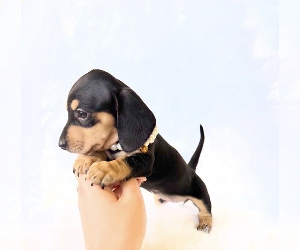 Medium Photo #7 Dachshund Puppy For Sale in DAVIS, CA, USA
