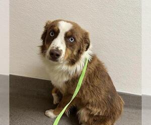 Australian Shepherd Dogs for adoption in HESPERIA, CA, USA