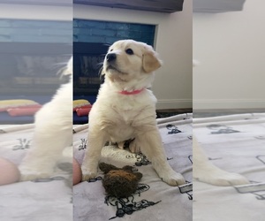 Golden Mountain Dog Dog for Adoption in CAMARILLO, California USA