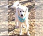 Small #3 Great Pyrenees