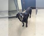 Small Australian Shepherd Mix