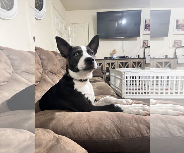 Medium Photo #1 Siberian Husky-Unknown Mix Puppy For Sale in Woodland, CA, USA