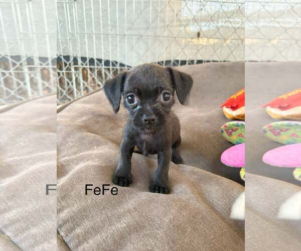 Medium Photo #1 Chihuahua-Unknown Mix Puppy For Sale in Turlock, CA, USA