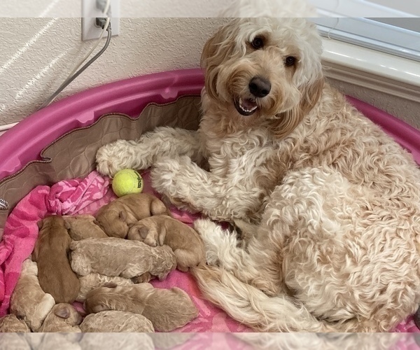 Medium Photo #1 Goldendoodle Puppy For Sale in GARLAND, TX, USA
