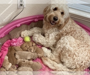 Mother of the Goldendoodle puppies born on 04/10/2022