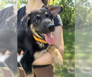 German Shepherd Dog-Unknown Mix Dogs for adoption in Mt. Airy, MD, USA