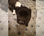 Small #5 Labrador Retriever Mix