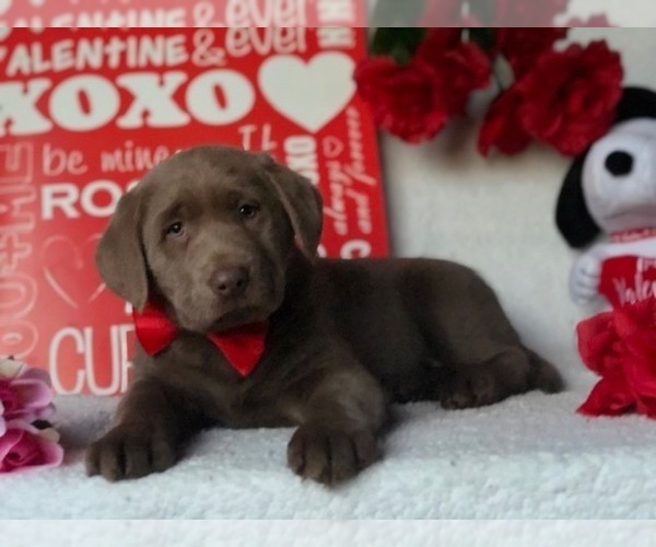 Medium Photo #1 Labrador Retriever Puppy For Sale in CLAY, PA, USA