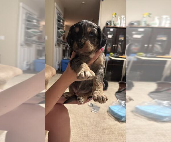 Medium Photo #1 Collie-Unknown Mix Puppy For Sale in Calgary, Alberta, Canada