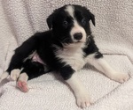 Puppy Siren Border Collie