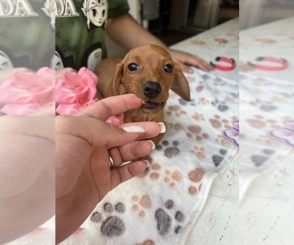 Medium Photo #18 Dachshund Puppy For Sale in PERRIS, CA, USA