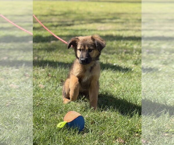 Medium Photo #4 Mutt Puppy For Sale in Yardley, PA, USA