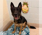 Small German Shepherd Dog