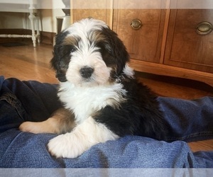 Miniature Bernedoodle Puppy for sale in WOOSTER, OH, USA