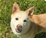 Small Shiba Inu Mix