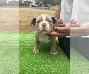 American Bully Puppy for sale in COVINGTON, GA, USA