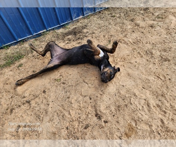 Medium Photo #9 Catahoula Leopard Dog Puppy For Sale in CUMBY, TX, USA
