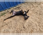 Small #8 Catahoula Leopard Dog