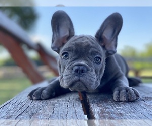 French Bulldog Puppy for sale in BROOKLYN, NY, USA