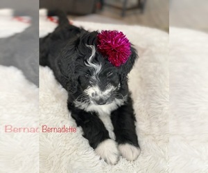 Bernedoodle Puppy for Sale in CLEVER, Missouri USA