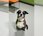 Small #1 Boxerhoula