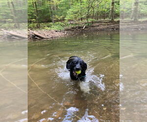 Shadow (King) Havard - Male Labrador Retriever-Unknown Mix Dog for Adoption - Photo #17
