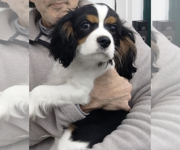 Medium Photo #1 Cavalier King Charles Spaniel Puppy For Sale in HOWLAND, OH, USA