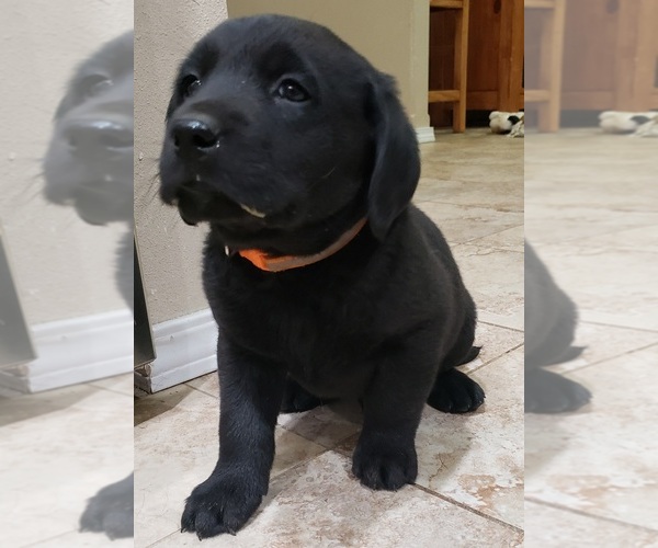 Medium Photo #104 Labrador Retriever Puppy For Sale in OLYMPIA, WA, USA