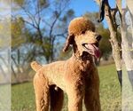 Small Photo #1 Labradoodle Puppy For Sale in ARGYLE, TX, USA