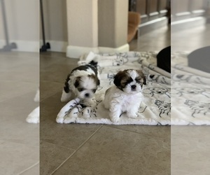 Shih Tzu Puppy for sale in SAN JOSE, CA, USA