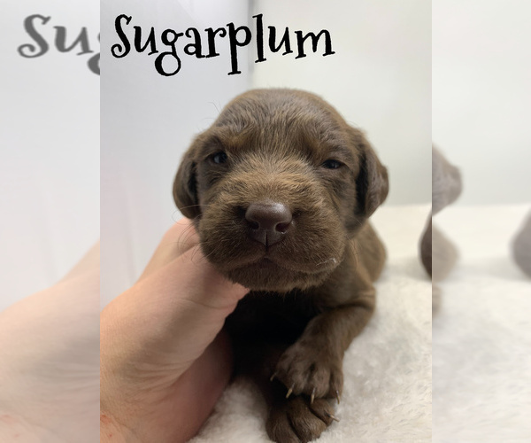 Medium Photo #1 Labradoodle Puppy For Sale in KENLY, NC, USA