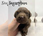 Small Photo #1 Labradoodle Puppy For Sale in KENLY, NC, USA