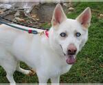 Small Siberian Husky