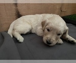 Small Photo #3 Goldendoodle Puppy For Sale in MC LEANSVILLE, NC, USA