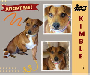 Dachshund-Unknown Mix Dogs for adoption in Lindsay, CA, USA