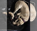Small Labrador Retriever
