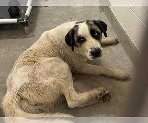 Anatolian Shepherd Dogs for adoption in Jackson, CA, USA