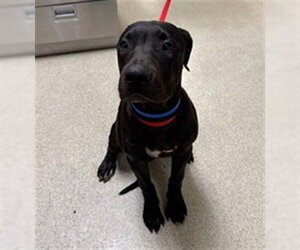Mutt Dogs for adoption in Riverside, CA, USA