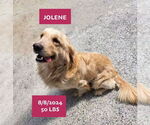 Small #2 Golden Retriever