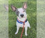 *PORTER - Male American Staffordshire Terrier Dog for Adoption - Small photo