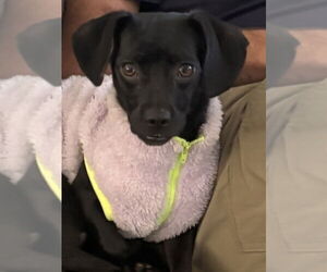 Chihuahua-Unknown Mix Dogs for adoption in Sandy, UT, USA