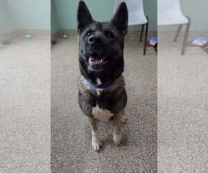 Akita Dogs for adoption in Martinsburg, WV, USA